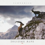 Goats in the Julian Alps