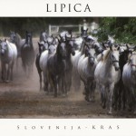 Lipica