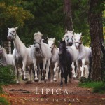 Lipica